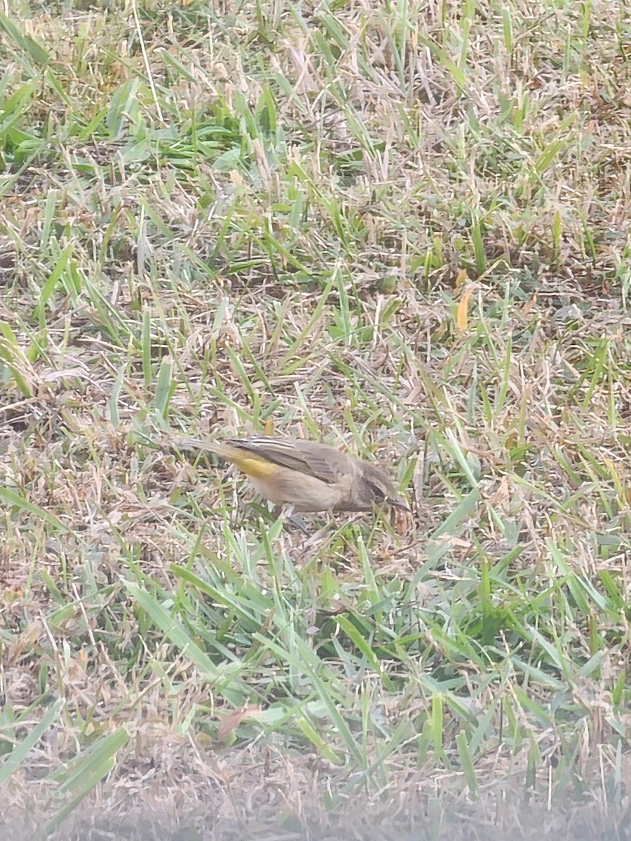 Palm Warbler - ML624913122