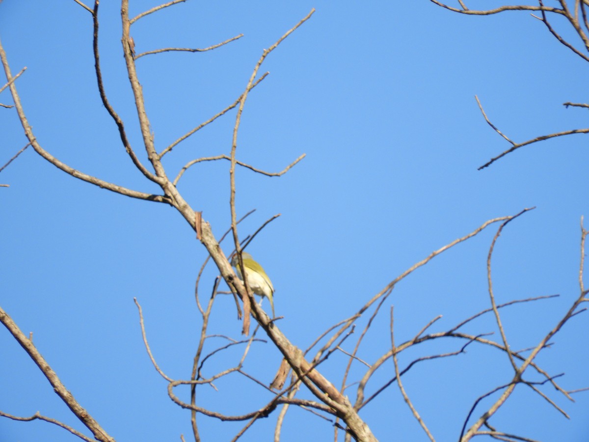 Rufous-browed Peppershrike - ML624913202