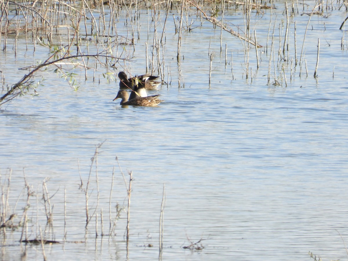 Boz Ördek - ML624913204