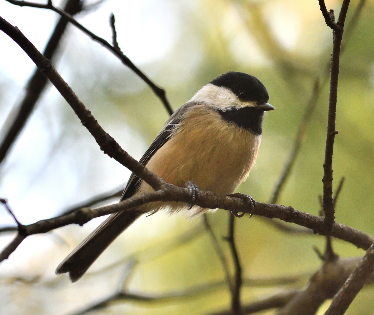 Black-capped Chickadee - ML624913247