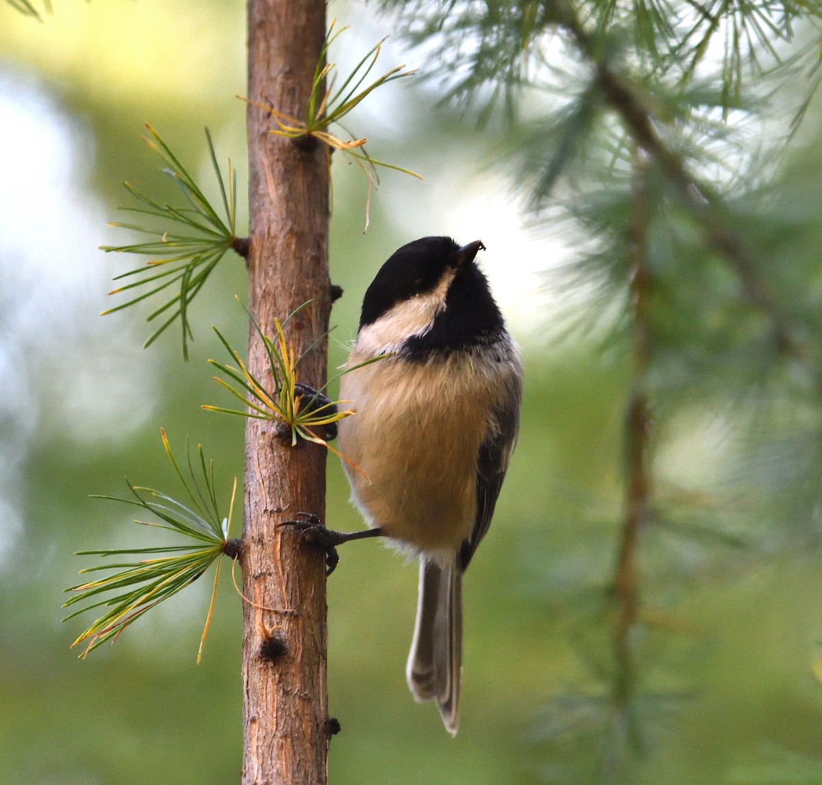 Black-capped Chickadee - ML624913248