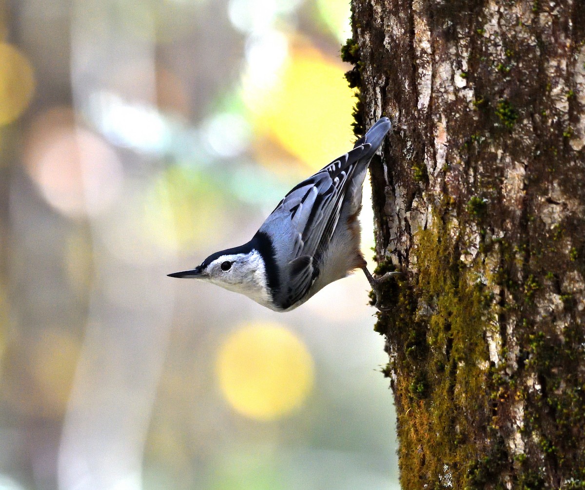 White-breasted Nuthatch - ML624913253