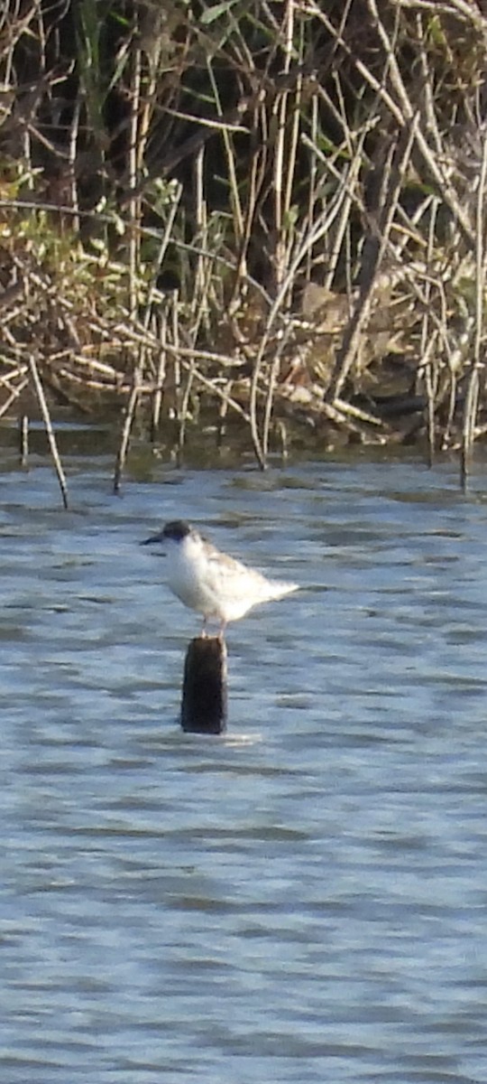 Bıyıklı Sumru - ML624913390