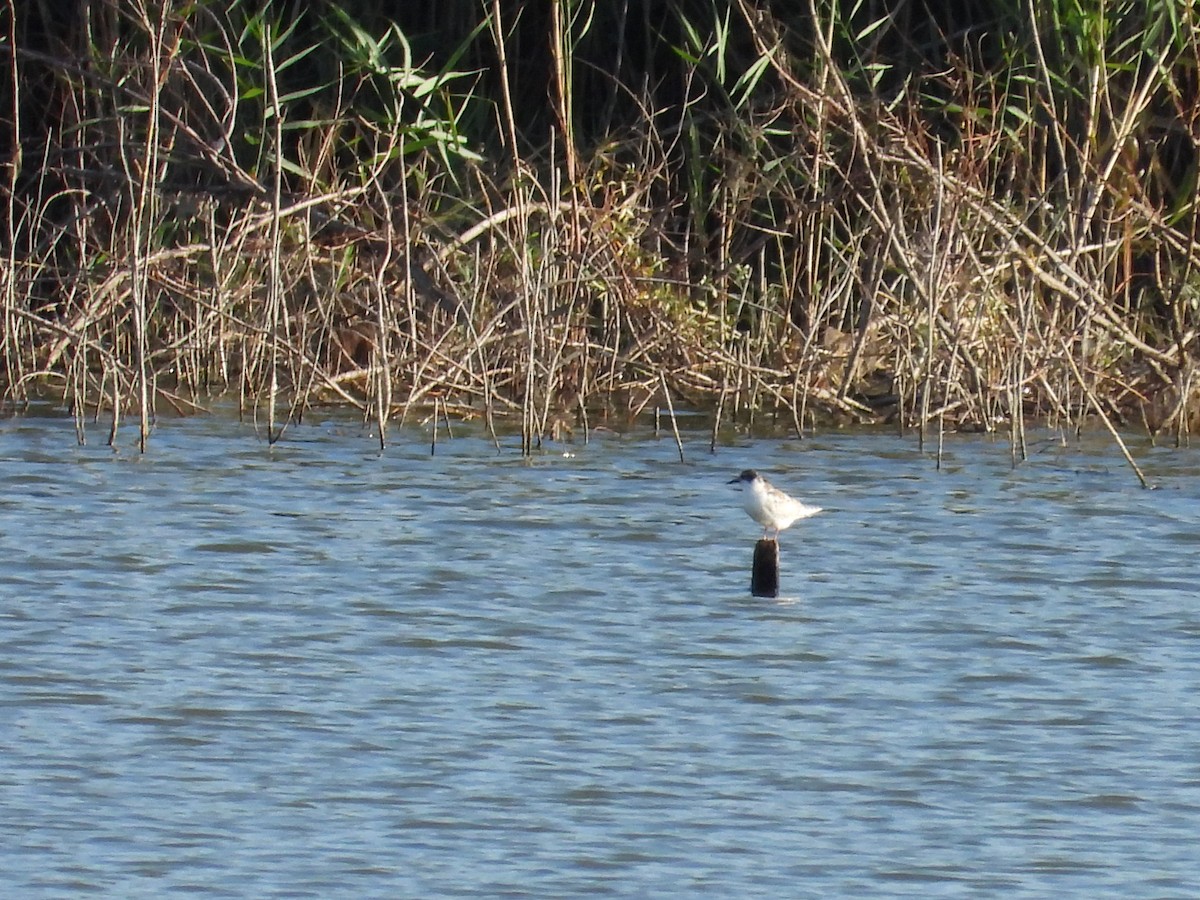 Bıyıklı Sumru - ML624913391