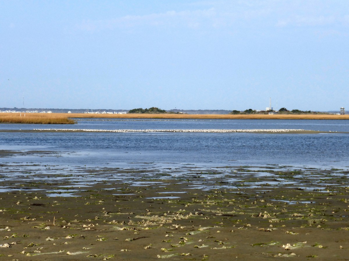 sandløper - ML624913406
