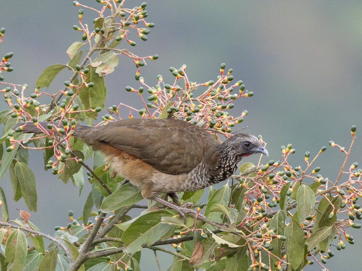 Speckled Chachalaca - ML624913420