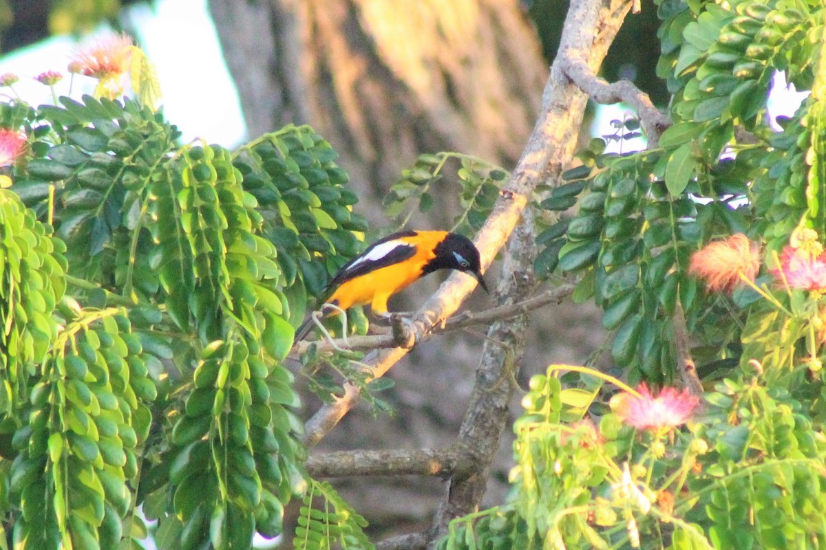 Venezuelan Troupial - Daniel de Jesus Garcia León