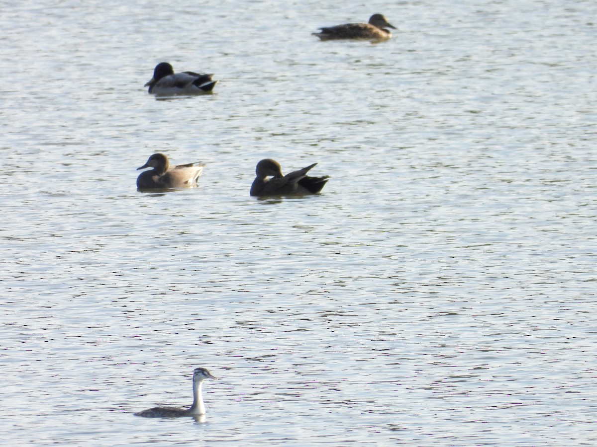 Boz Ördek - ML624913476