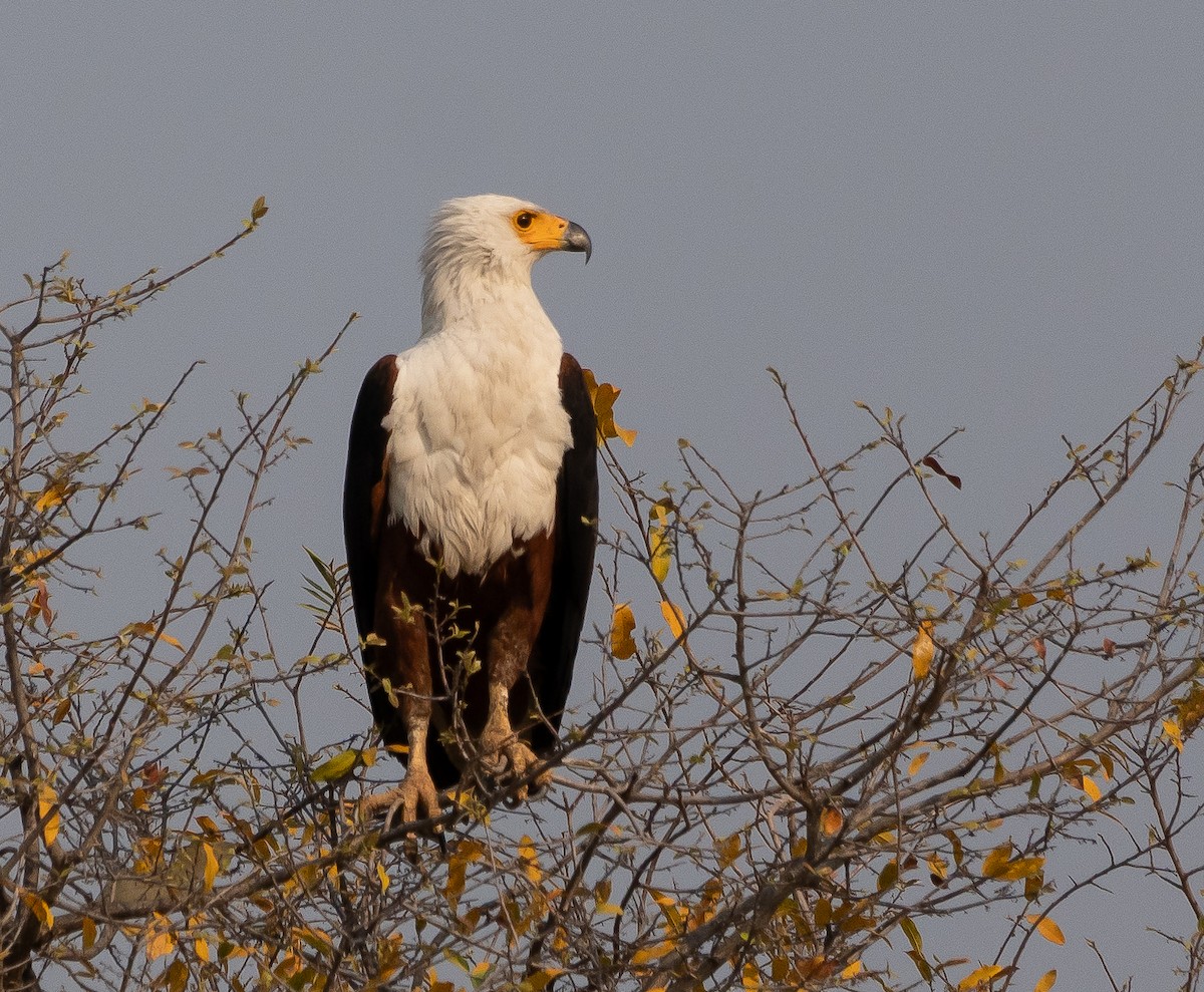 African Fish-Eagle - ML624913521