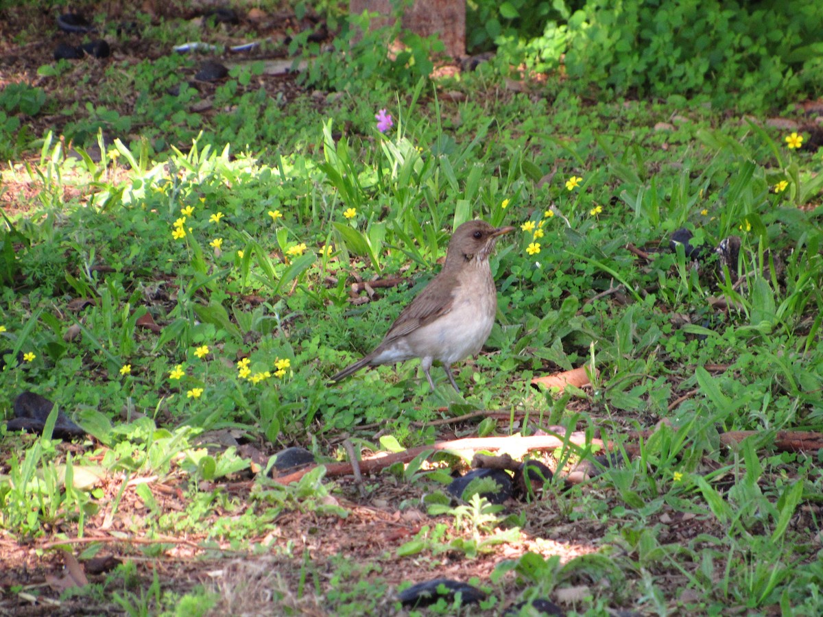 Creamy-bellied Thrush - ML624913758