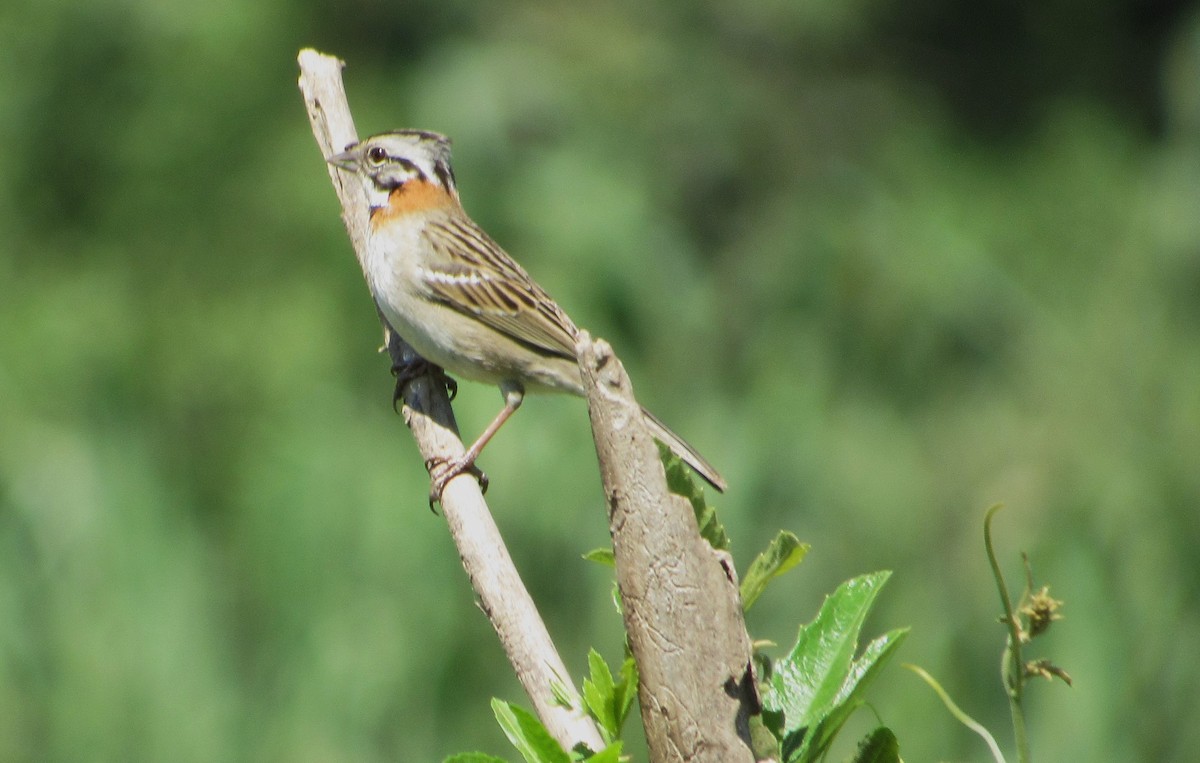 Rufous-collared Sparrow - ML624913768