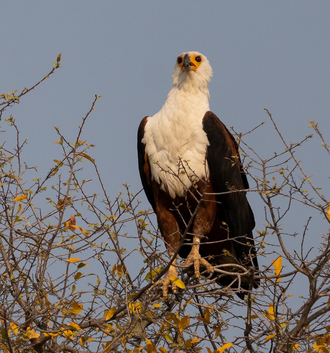 African Fish-Eagle - ML624913782
