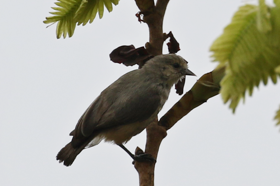 African Penduline-Tit - ML624913788