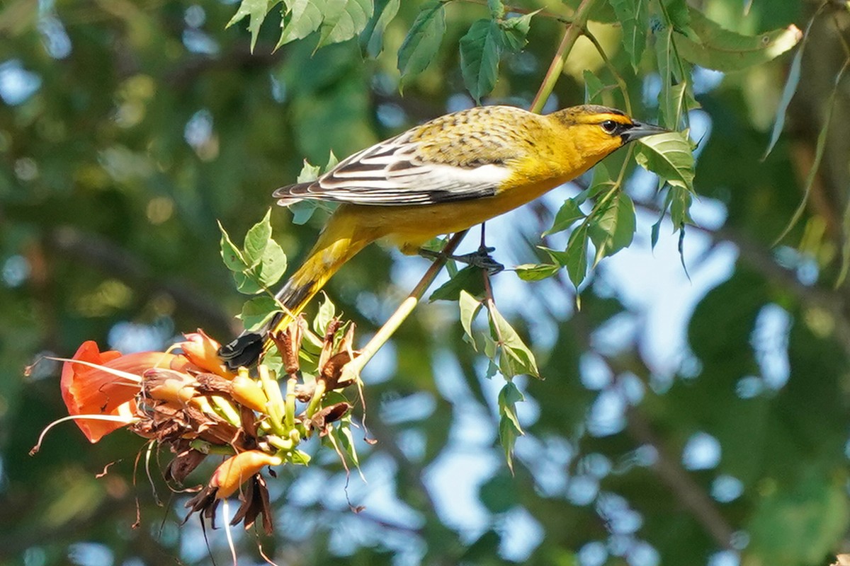 Bullock's Oriole - ML624913830