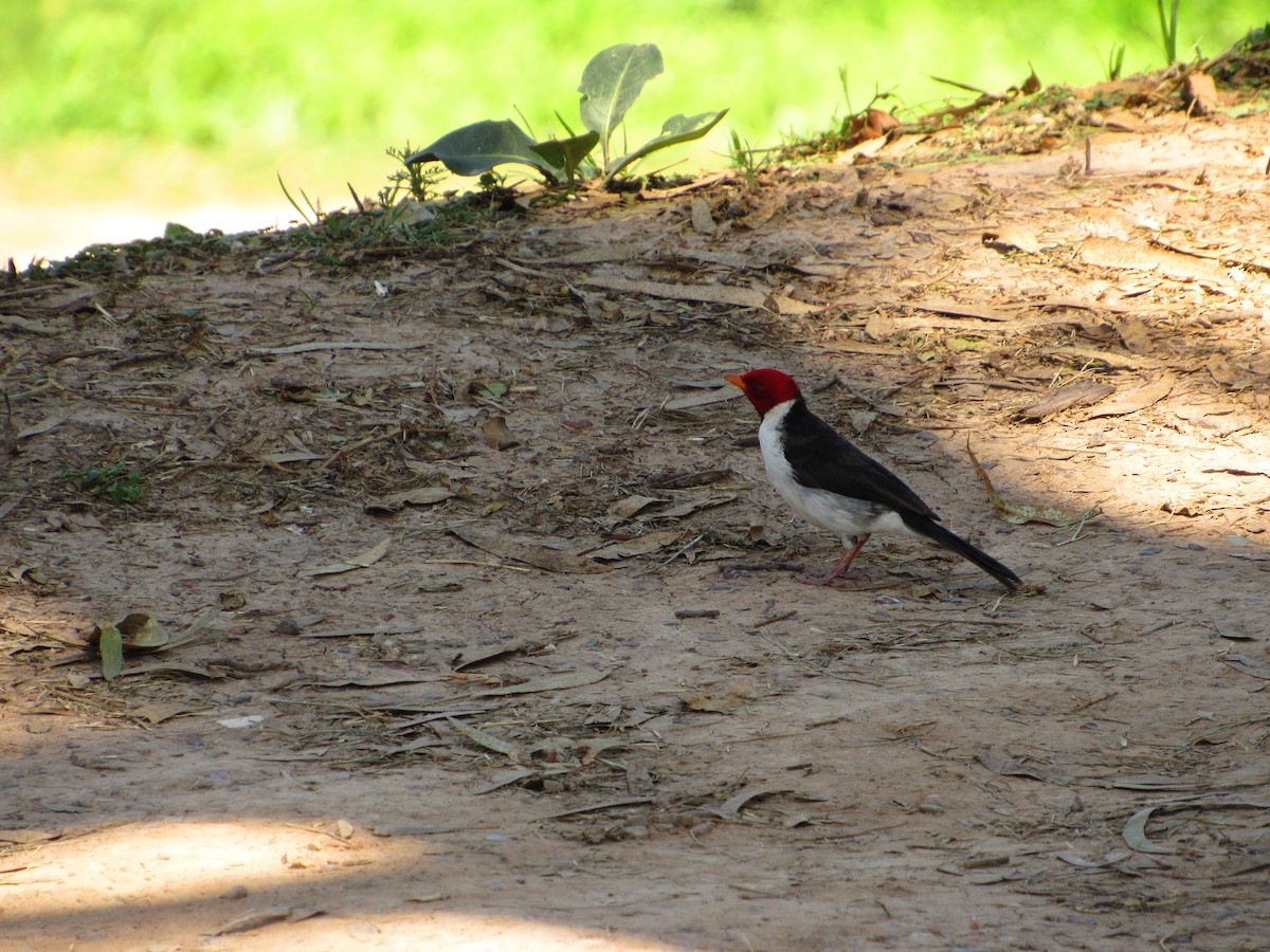 Yellow-billed Cardinal - ML624913839