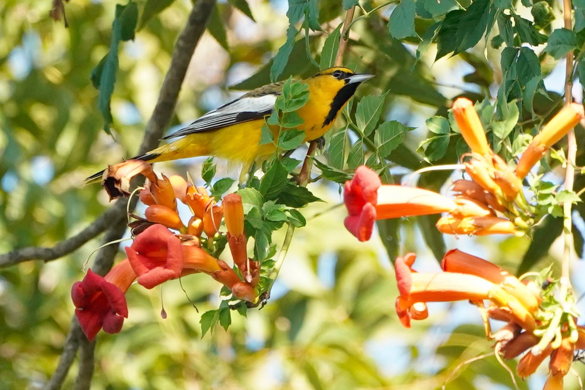 Bullock's Oriole - ML624913867