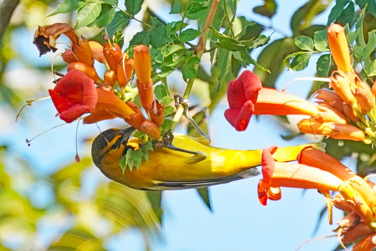 Bullock's Oriole - ML624913916