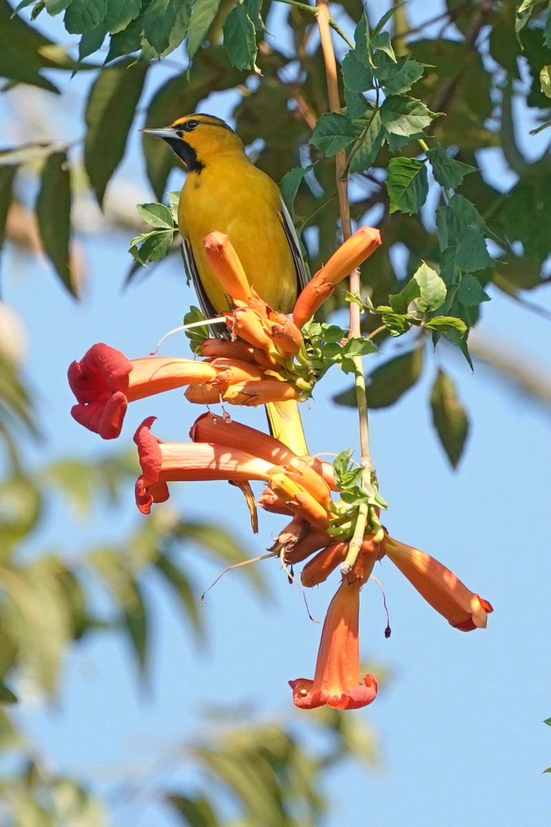 Bullock's Oriole - ML624913961