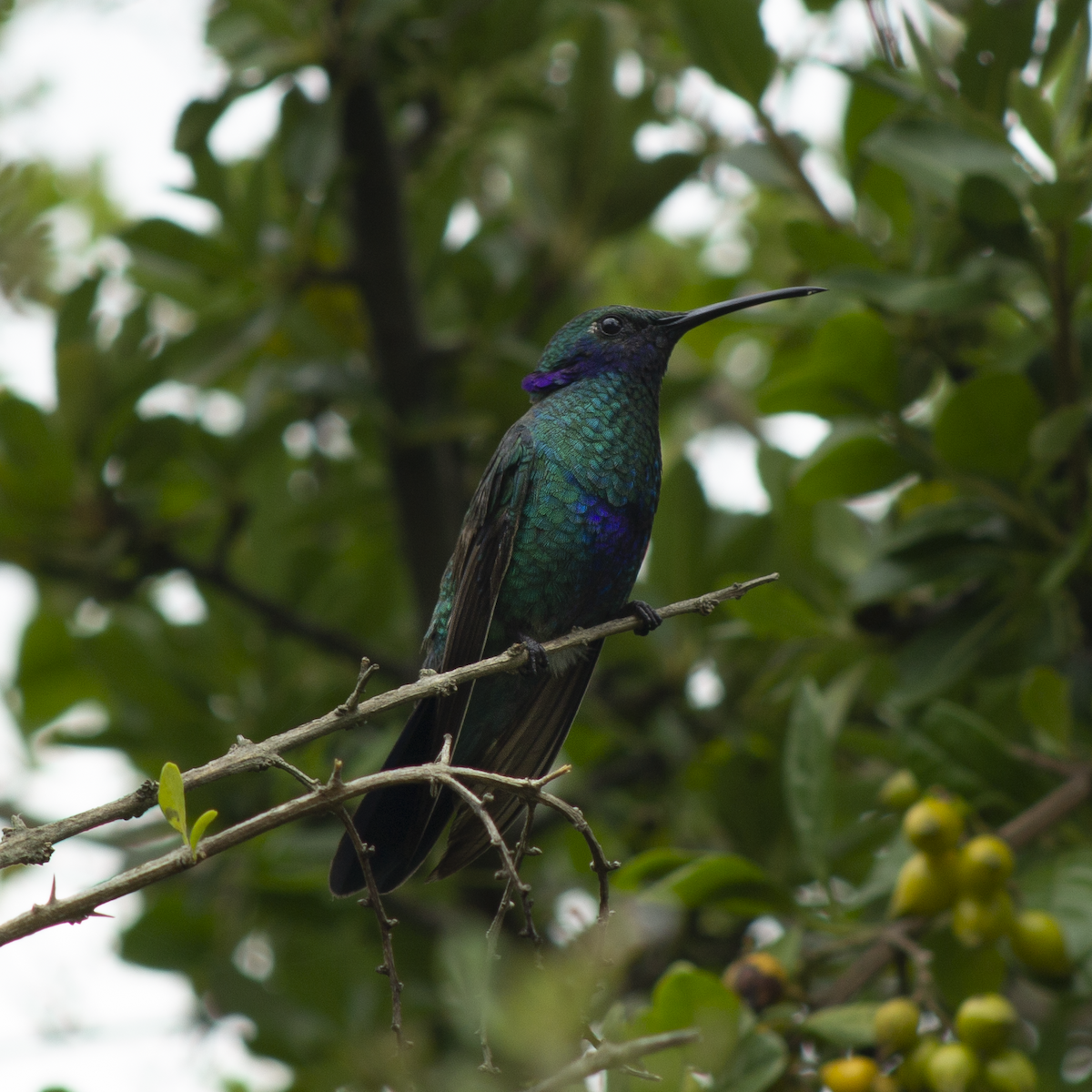 Sparkling Violetear - ML624914028