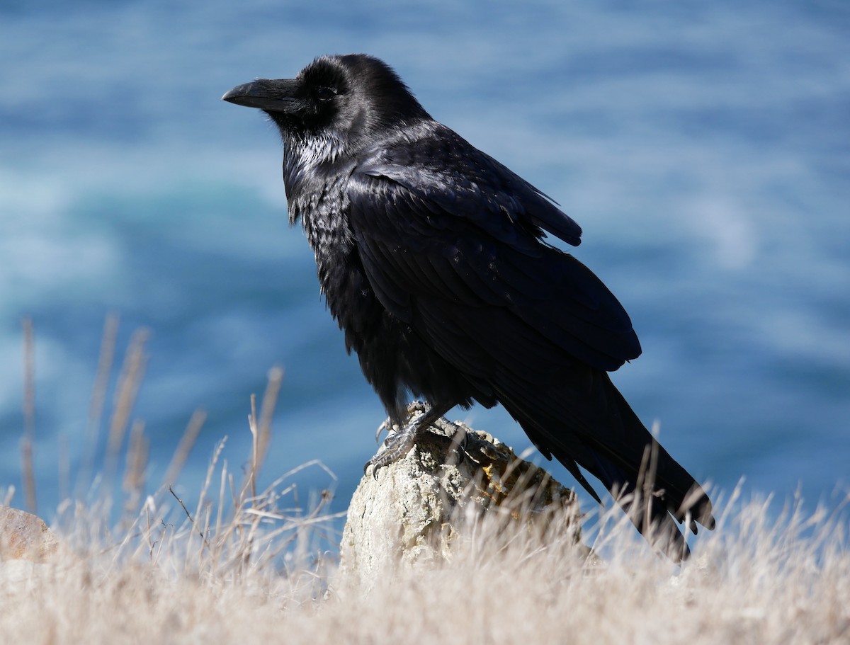 Grand Corbeau - ML624914238