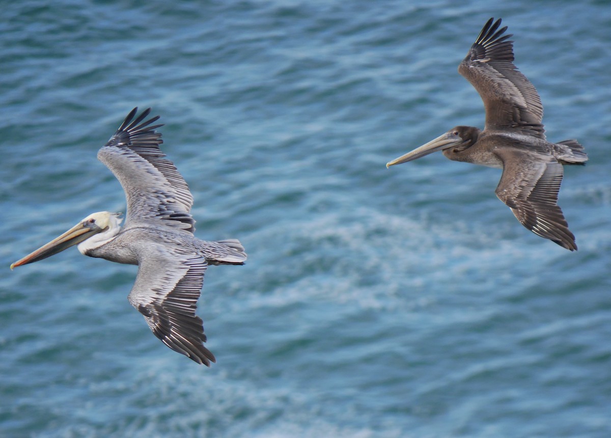 Pélican brun (californicus) - ML624914246