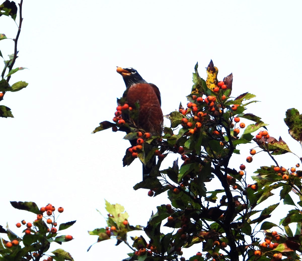 Странствующий дрозд - ML624914320