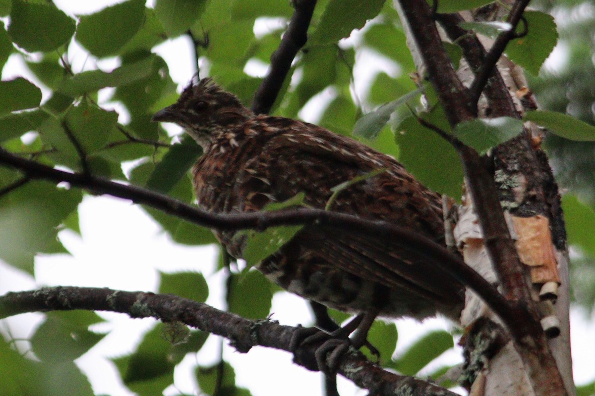 Ruffed Grouse - ML624914321