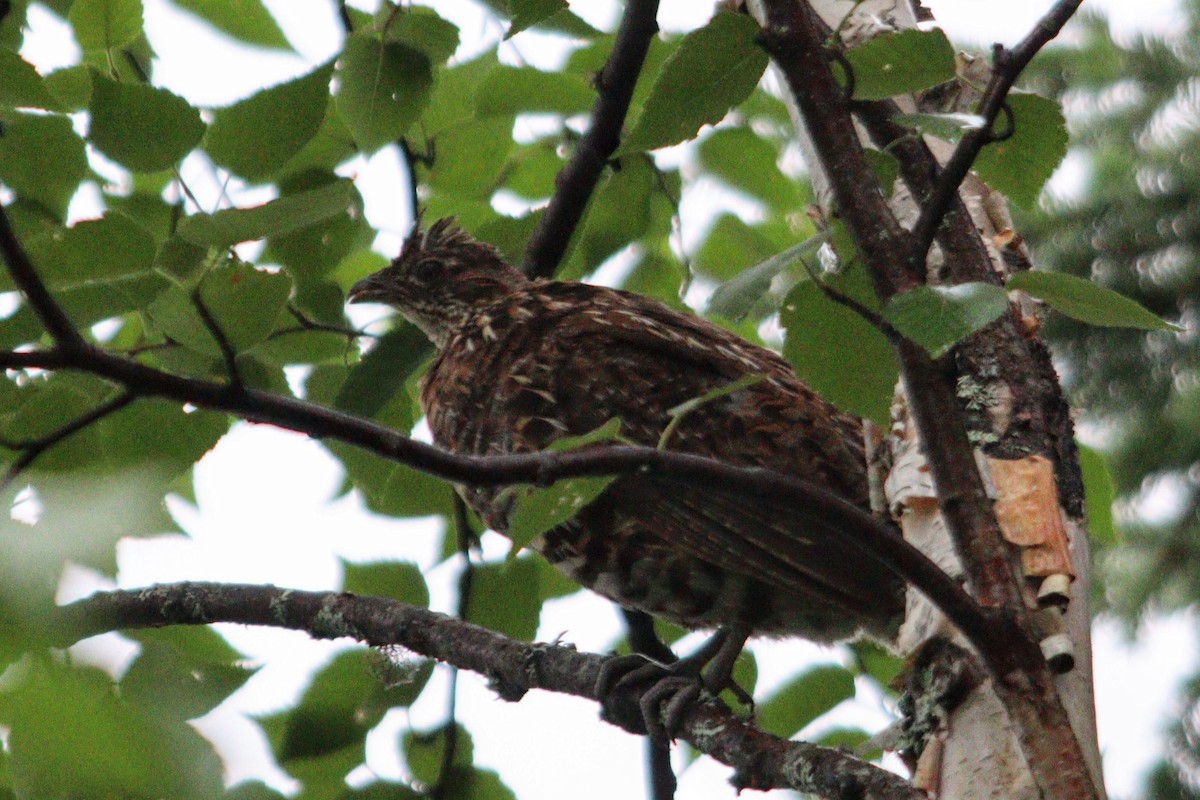 Ruffed Grouse - ML624914322