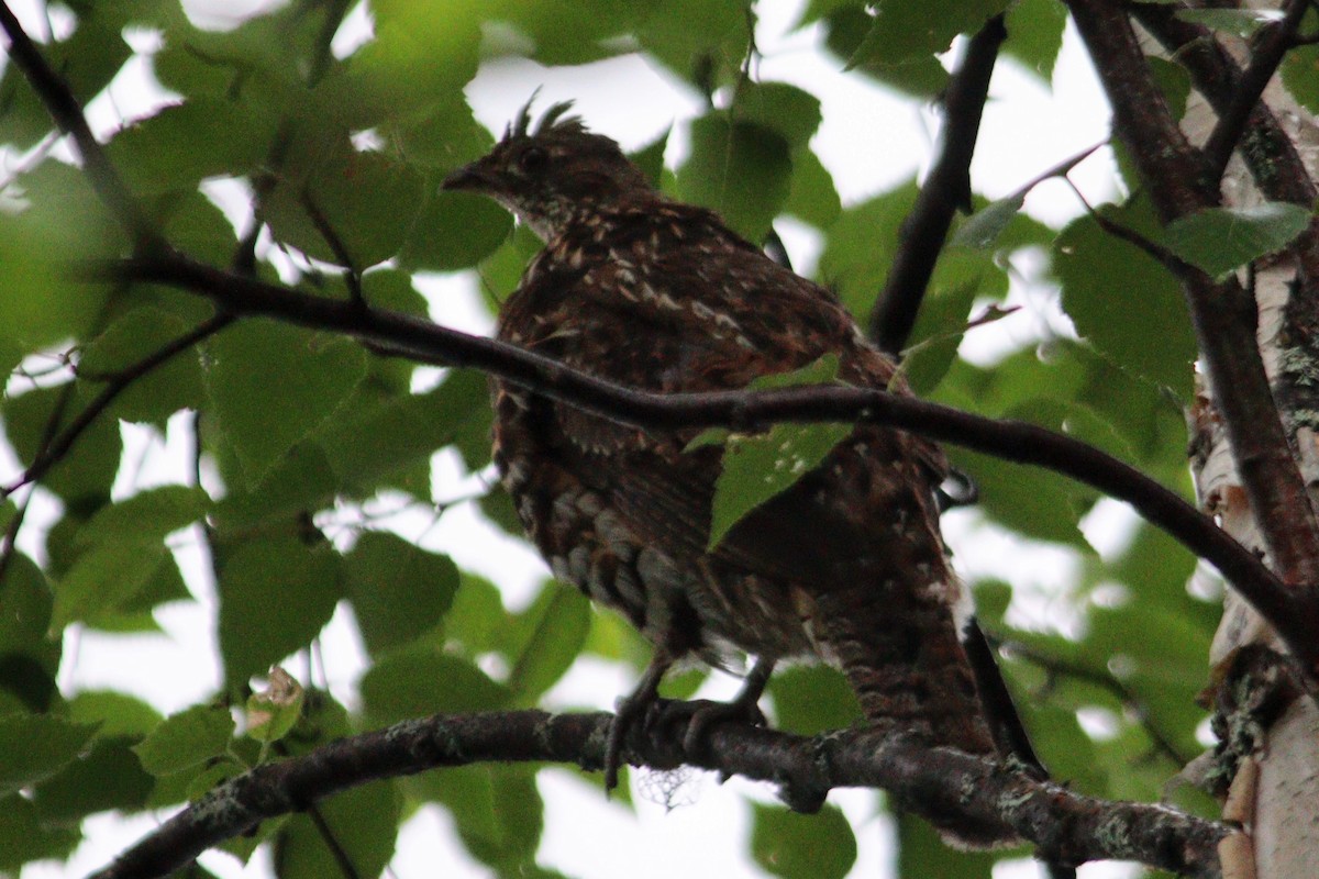 Ruffed Grouse - ML624914323
