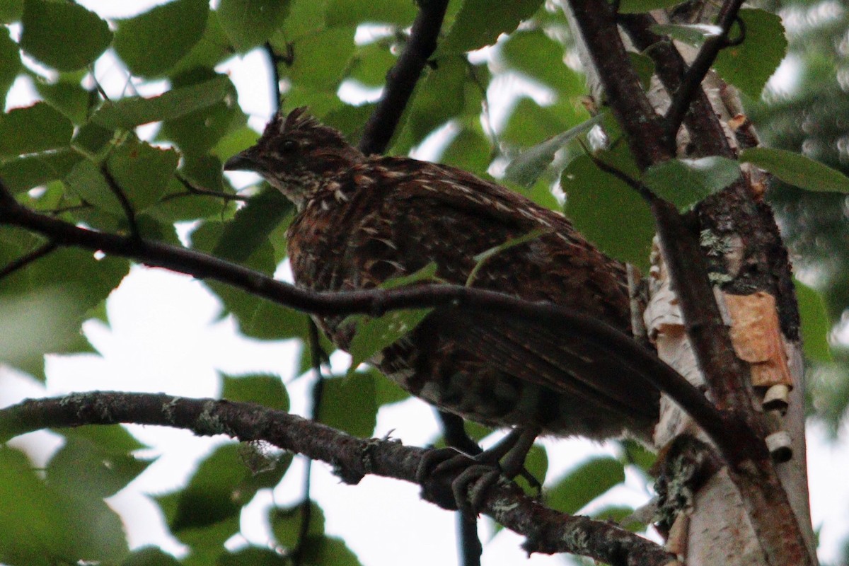 Ruffed Grouse - ML624914324