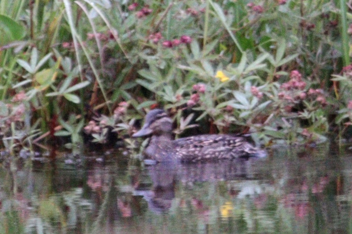 Green-winged Teal (American) - ML624914327