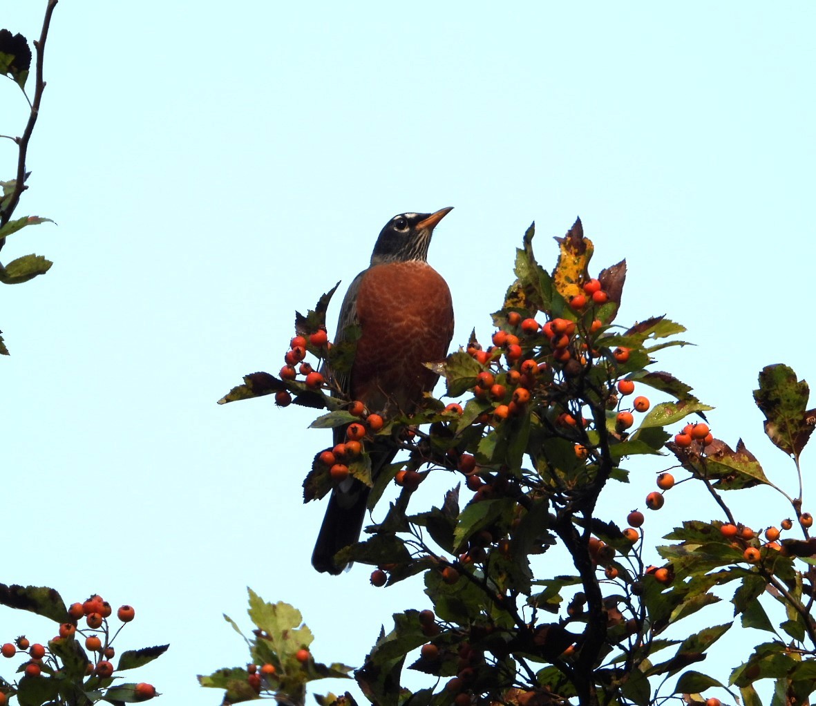 Странствующий дрозд - ML624914333