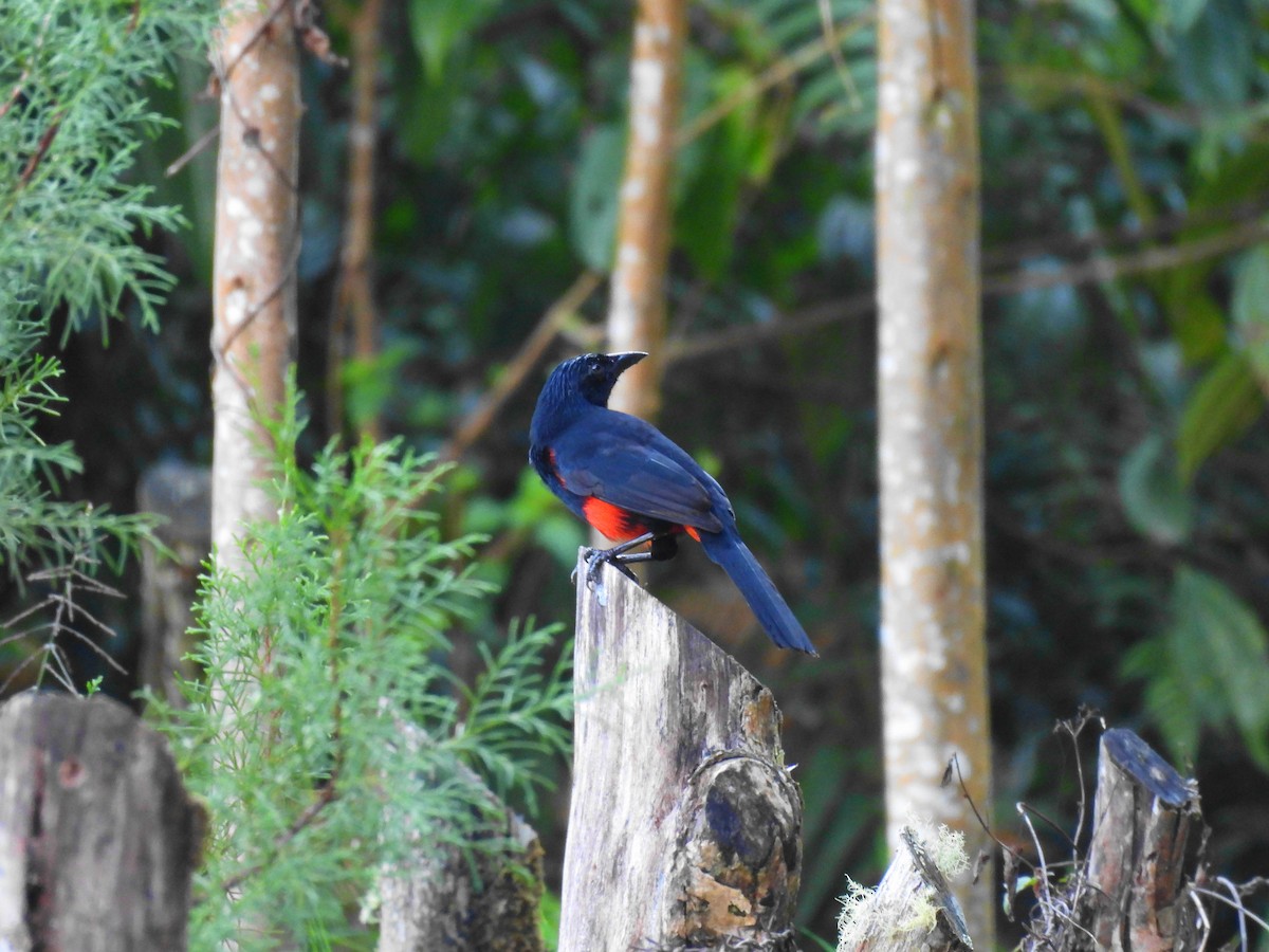 Red-bellied Grackle - ML624914396