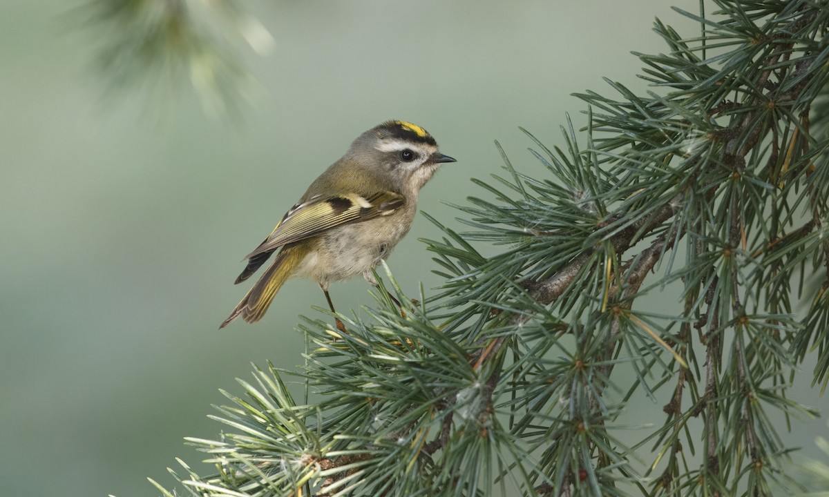 Golden-crowned Kinglet - ML624914416