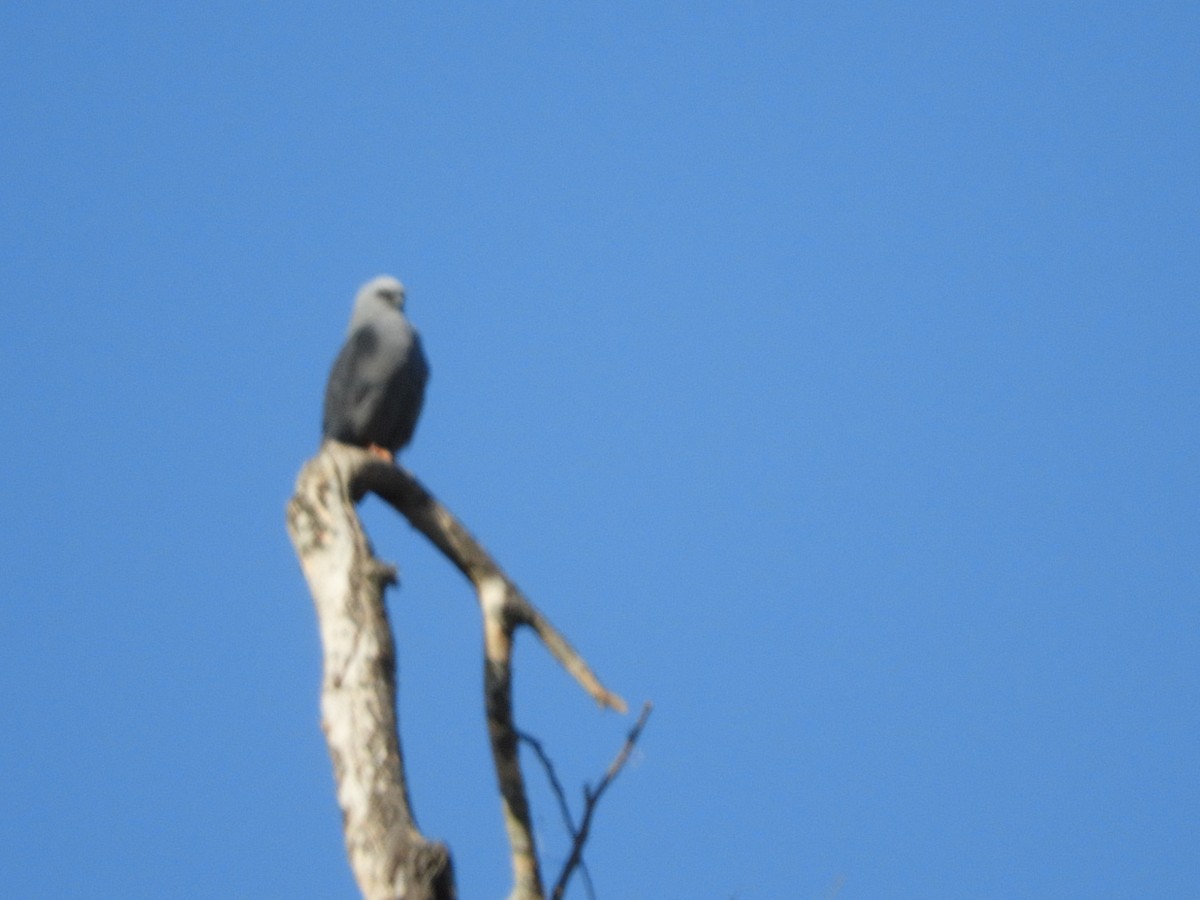 Plumbeous Kite - ML624914558