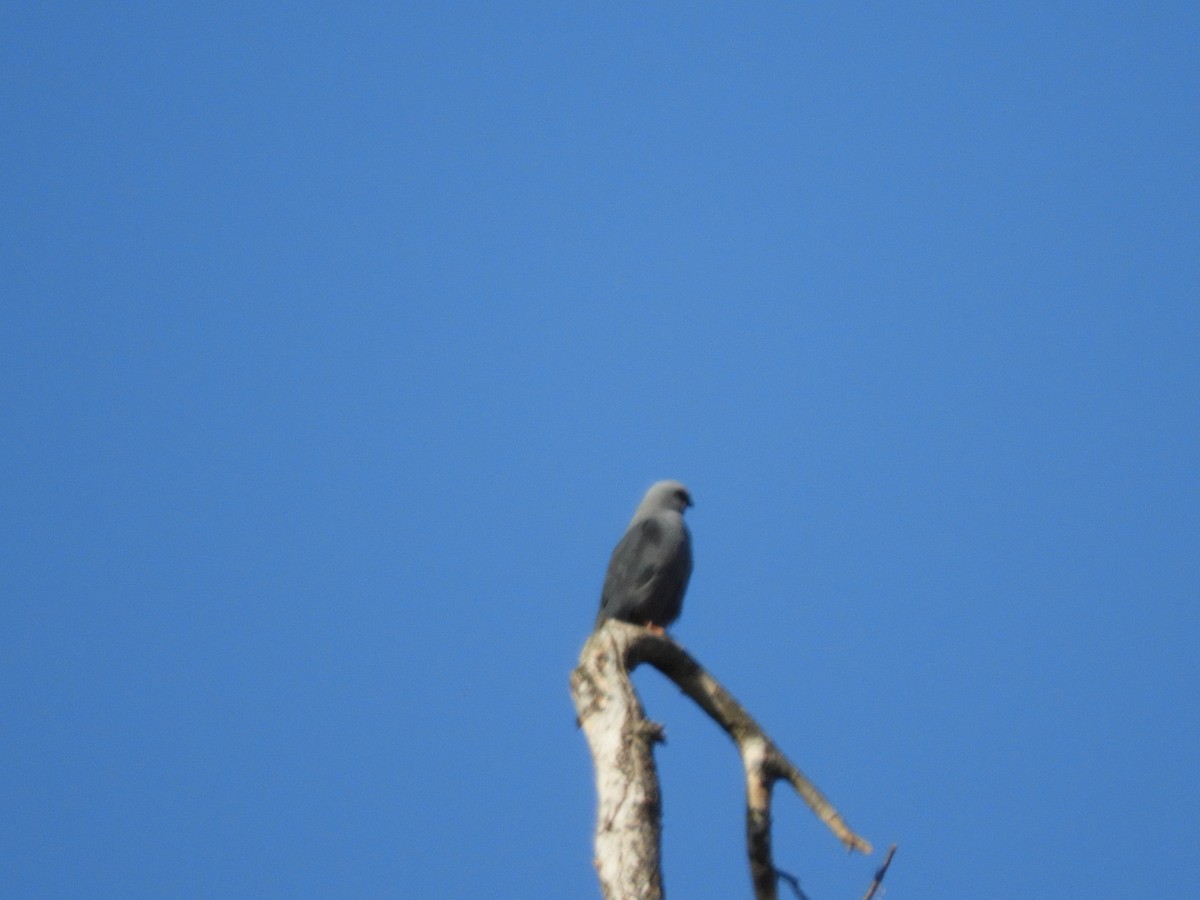 Plumbeous Kite - ML624914559