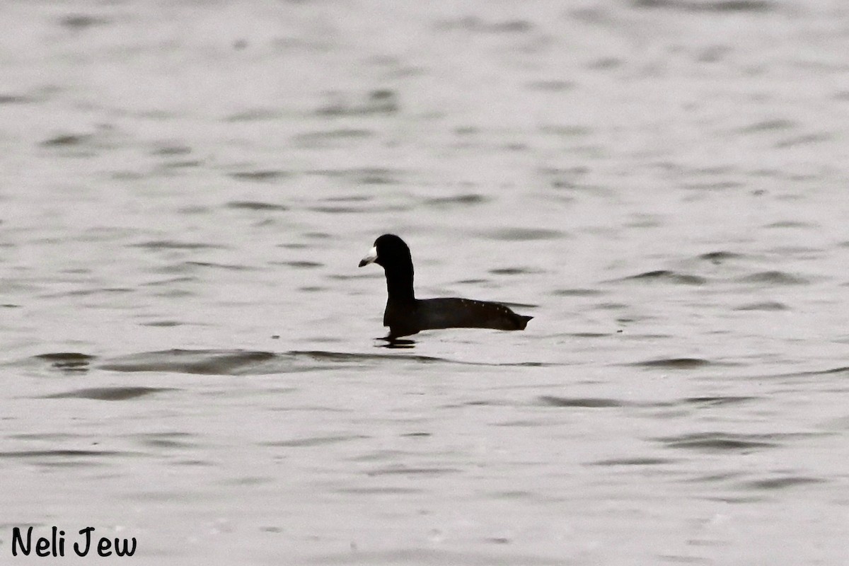 American Coot - ML624914562