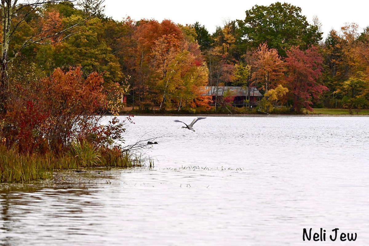 Great Blue Heron - Neli Jo