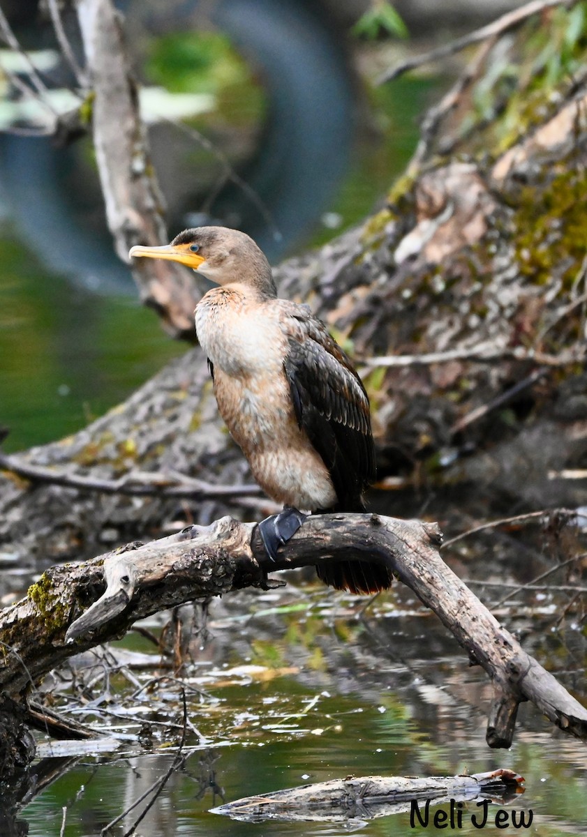 Double-crested Cormorant - ML624914656