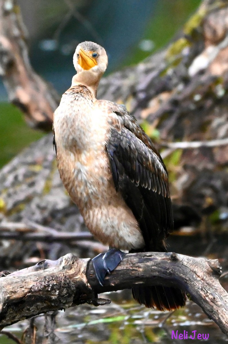 Double-crested Cormorant - ML624914657