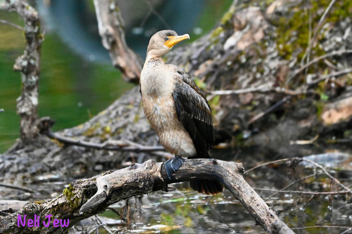 Double-crested Cormorant - ML624914658