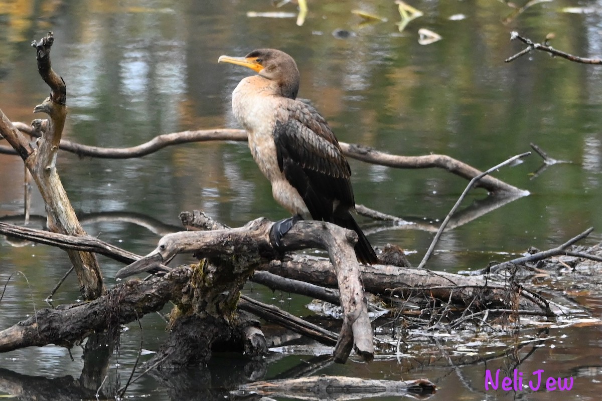 Double-crested Cormorant - ML624914659