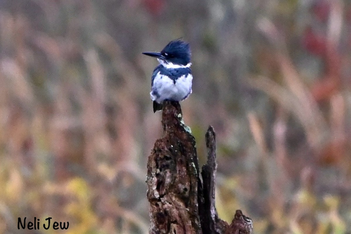 Belted Kingfisher - ML624914733