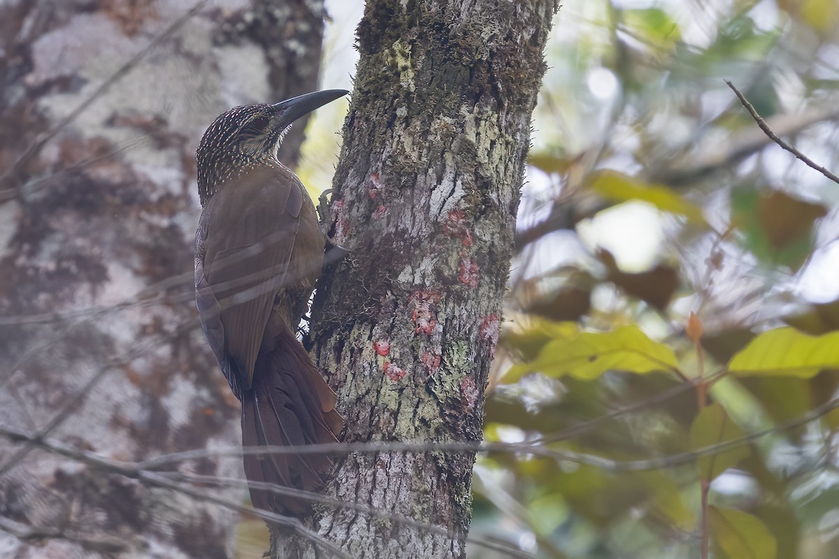 White-throated Woodcreeper - Sergio Porto