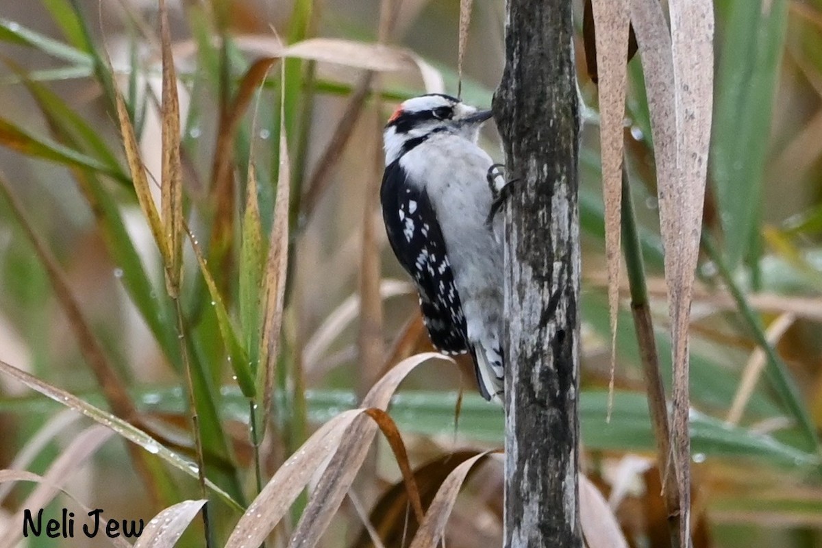 Downy Woodpecker - ML624914744