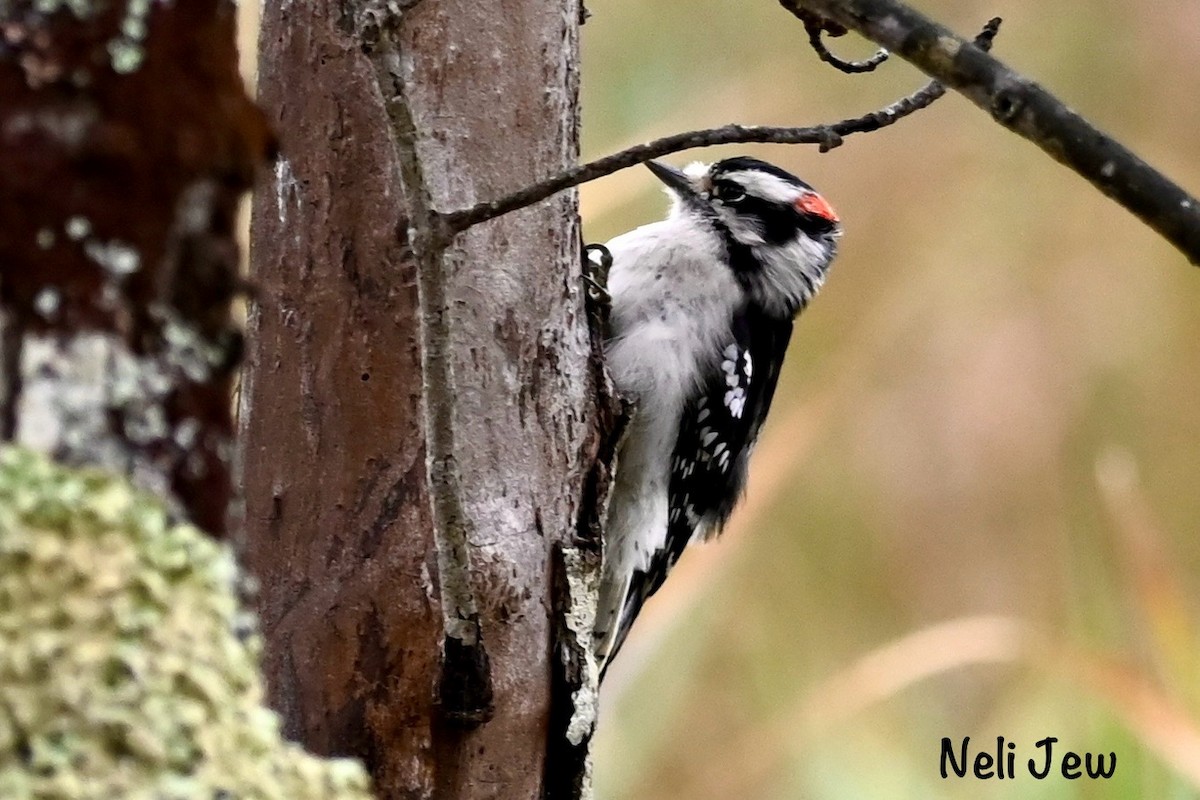 Downy Woodpecker - ML624914745