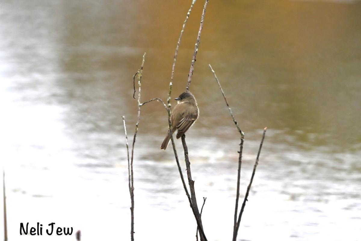 Eastern Phoebe - ML624914772