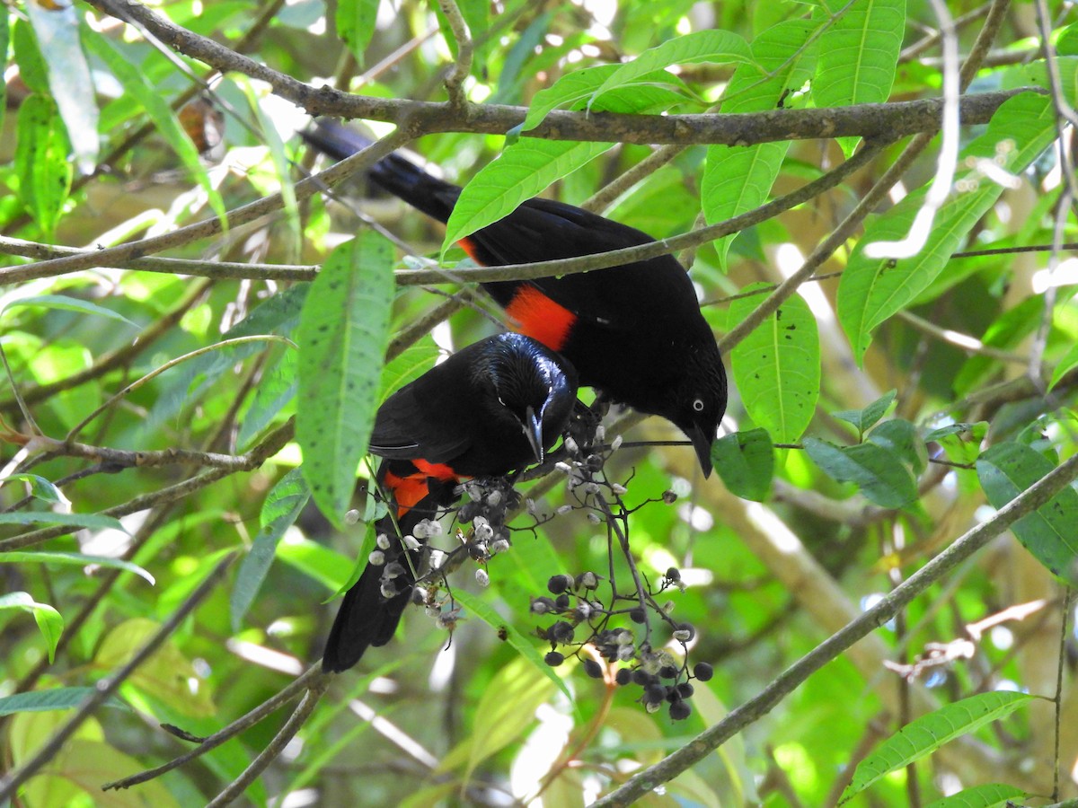 Red-bellied Grackle - Bernardo José Jiménez Mejía