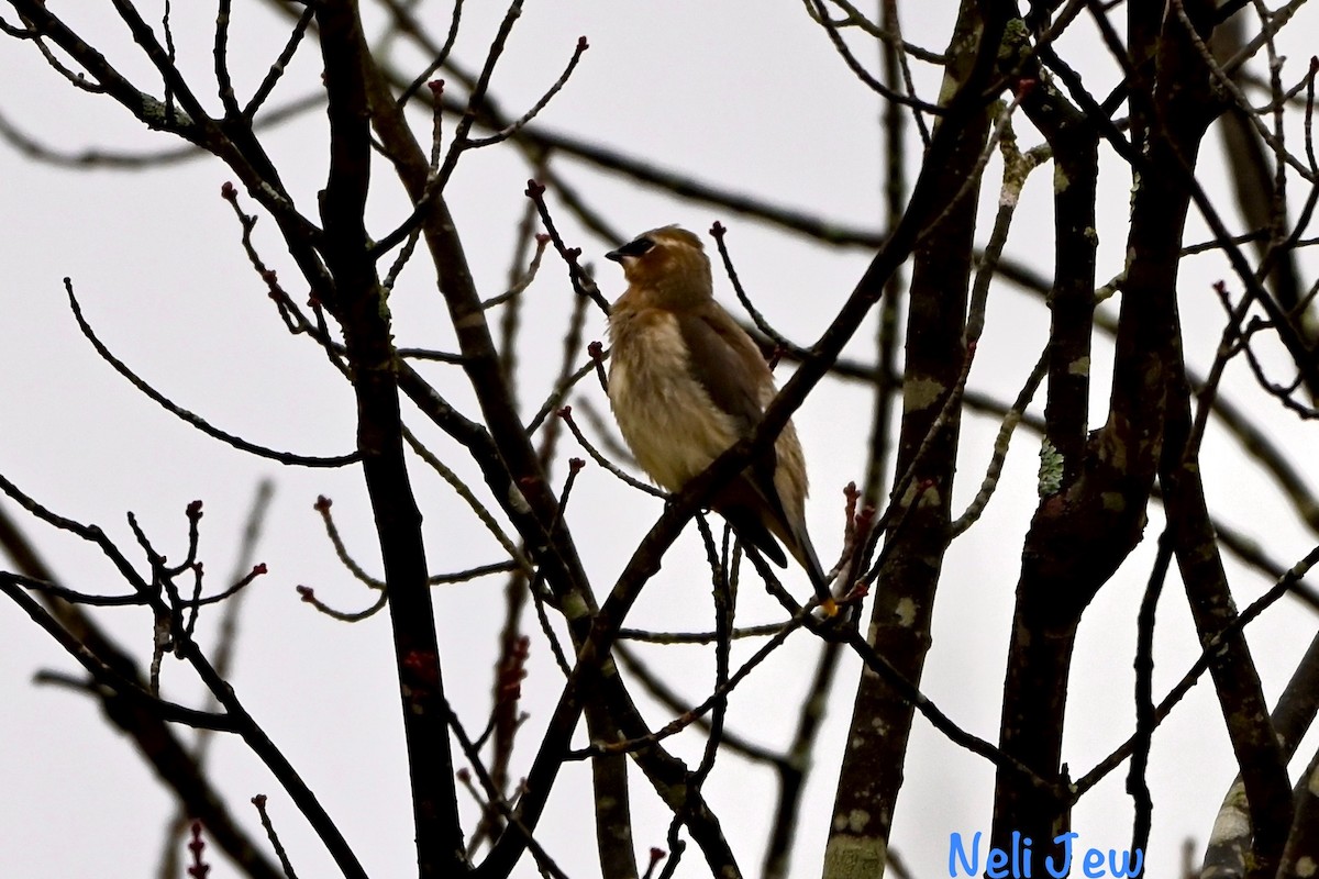 Cedar Waxwing - ML624914946