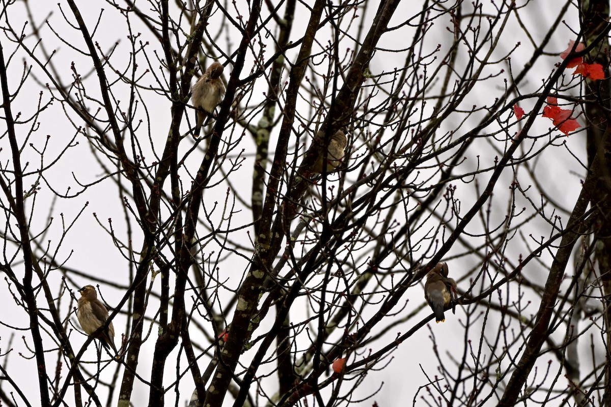 Cedar Waxwing - ML624914947